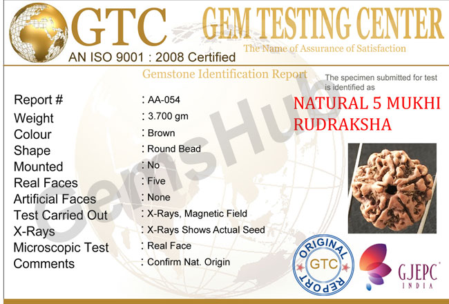 5 Mukhi Natural Certified Rudraksha Size- 20.5 mm Premium
